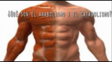 Puntos importantes para conocer el Catabolismo y Anabolismo